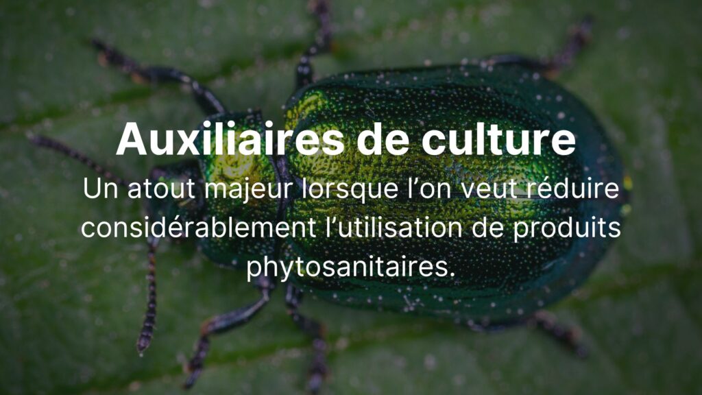 Auxiliaires de culture