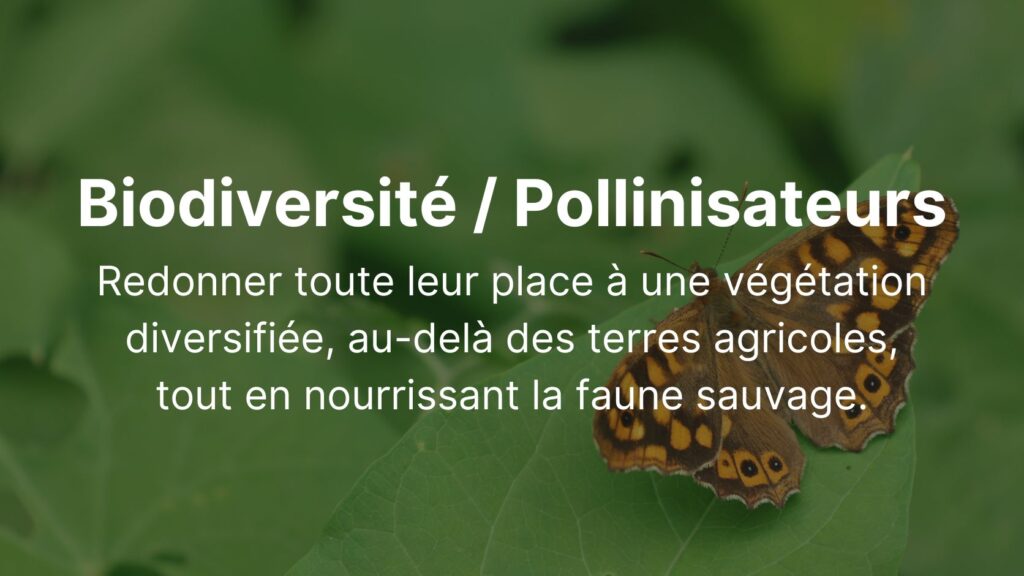 Biodiversité _ Pollinisateurs