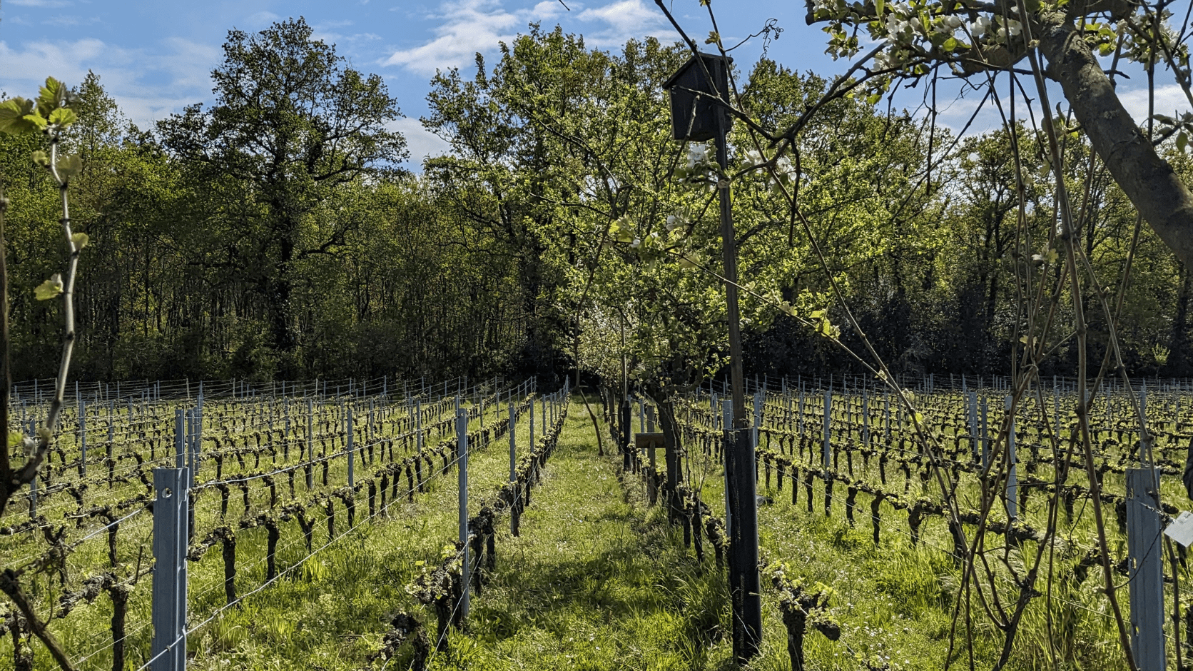 Arbre dans les vignes