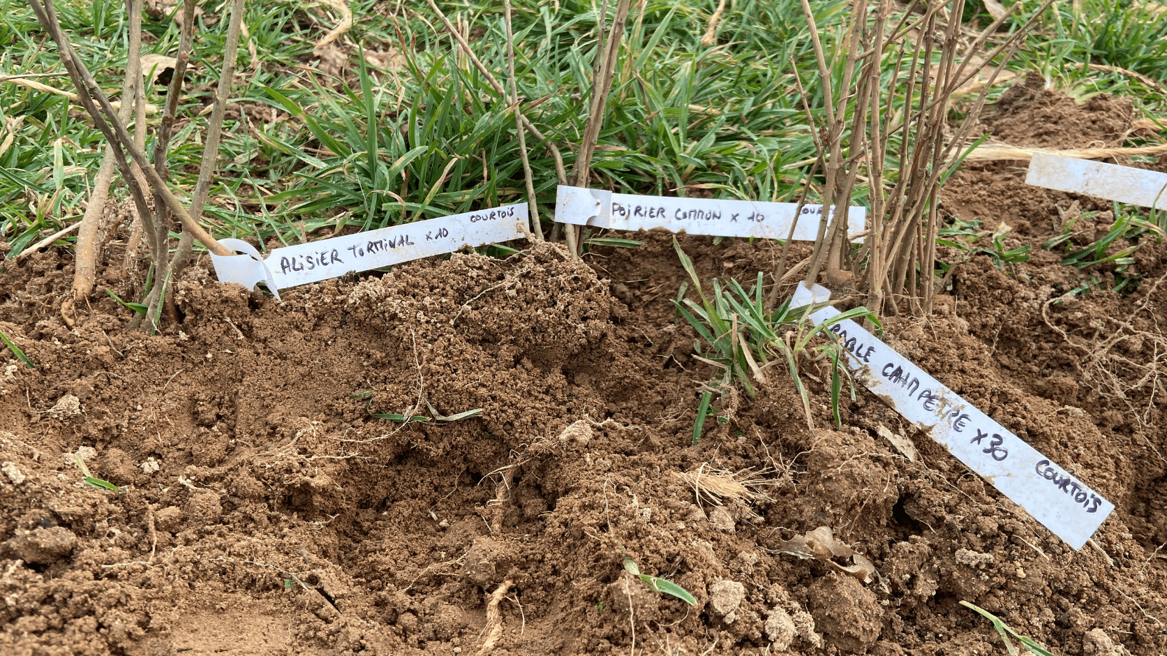 Essences à planter