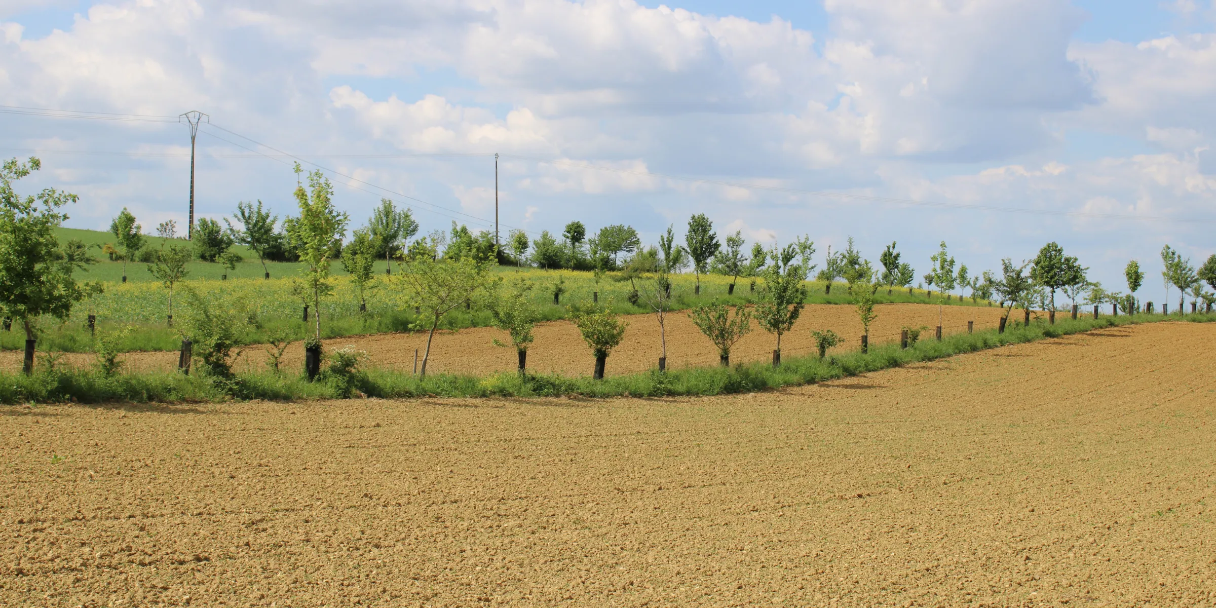 Alignement d'arbres
